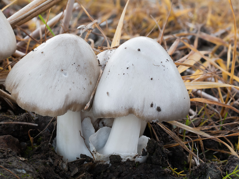 Volvariella gloiocephala